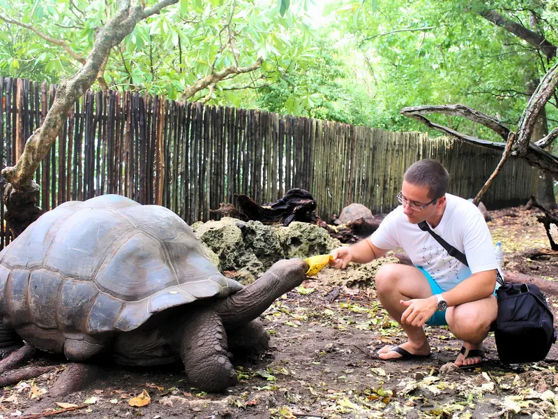 Traveller feeding a giant Aldabra tortoise on Prison Island, Zanzibar